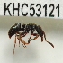  (Pachycondyla ADD7537 - YB-KHC53121)  @14 [ ] No Rights Reserved  Unspecified Unspecified