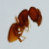  (Discothyrea ADD7634 - YB-KHC53148)  @13 [ ] No Rights Reserved  Unspecified Unspecified