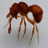  (Discothyrea clavicornis - YB-KHC53244)  @13 [ ] No Rights Reserved  Unspecified Unspecified