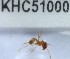  (Lophomyrmex - YB-KHC51000)  @12 [ ] No Rights Reserved  Unspecified Unspecified