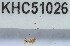  (Strumigenys sp. 2MKC - YB-KHC51026)  @11 [ ] No Rights Reserved  Unspecified Unspecified