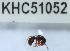  (Gnamptogenys sp. 2MKC - YB-KHC51052)  @11 [ ] No Rights Reserved  Unspecified Unspecified