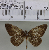  (Allotinus strigatus - YB-KHC19.A)  @13 [ ] Unspecified (default): All Rights Reserved  Unspecified Unspecified