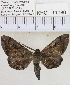  (Hypochrosis sp. 2MKC - YB-KHC11080)  @13 [ ] Unspecified (default): All Rights Reserved  Unspecified Unspecified
