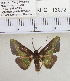  (Hypochrosis cryptopyrrhata - YB-KHC13072)  @14 [ ] Unspecified (default): All Rights Reserved  Unspecified Unspecified