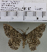  (Cleora sp. 3MKC - YB-KHC6592)  @13 [ ] No Rights Reserved  Unspecified Unspecified
