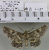  (Cleora sp. 2MKC - YB-KHC6642)  @13 [ ] No Rights Reserved  Unspecified Unspecified