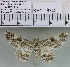  (Cleora sp. 1MKC - YB-KHC6742)  @12 [ ] No Rights Reserved  Unspecified Unspecified