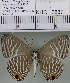  (Jamides alecto - YB-KHC6887)  @13 [ ] No Rights Reserved  Unspecified Unspecified