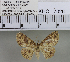  (Cyclophora sp. 1MKC - YB-KHC7026)  @13 [ ] No Rights Reserved  Unspecified Unspecified