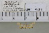  (Eoophyla sp. 3MKC - YB-KHC6314)  @12 [ ] No Rights Reserved  Unspecified Unspecified