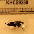  (Phanerotoma sp. 1MKC - CCDB-201525_F07)  @12 [ ] No Rights Reserved  Unspecified Unspecified