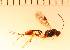  (Pristomerus sp. 12MKC - wyy150514_C06)  @13 [ ] No Rights Reserved  Unspecified Unspecified