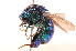  ( - 14643ChryG11)  @14 [ ] Copyright (2013) Joseph Gitau icipe