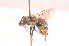  ( - 20910BeesC11)  @13 [ ] Copyright (2013) Joseph Gitau icipe