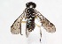  (Xenapates pectoralis - 19613TenthA1)  @13 [ ] Copyright (2013) RS Copeland Unspecified