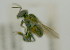  (Meliponula sp - NMK-ENTO 2086)  @11 [ ] Unspecified (default): All Rights Reserved  Unspecified Unspecified