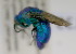  (Stilbum sp - NMK-ENTO 2133)  @11 [ ] Unspecified (default): All Rights Reserved  Unspecified Unspecified
