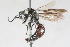  (Glossotilla shiratiensis - 13739-MutillidE2)  @11 [ ] Copyright (2011) RS Copeland Unspecified