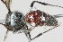  ( - 13739-MutillidE2)  @11 [ ] Copyright (2011) RS Copeland Unspecified