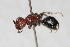  (Glossotilla suavis - 13739-MutillidE7)  @11 [ ] Copyright (2011) RS Copeland Unspecified