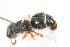  ( - 13739-MutillidE10)  @11 [ ] Copyright (2011) RS Copeland Unspecified