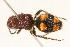  (Trogaspidia sp. 3 - 13738-MutillidB5)  @11 [ ] Copyright (2011) RS Copeland Unspecified