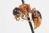  (Strangulotilla minutaeformis - 13738-MutillidE12)  @11 [ ] Copyright (2011) RS Copeland Unspecified