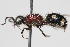  (Trispilotilla liopyga - 13738-MutillidF2)  @11 [ ] Copyright (2011) RS Copeland Unspecified