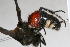  (Trispilotilla melanocephala - 13738-MutillidF4)  @11 [ ] Copyright (2011) RS Copeland Unspecified