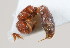  ( - 13708-MutillidG9)  @11 [ ] Copyright (2011) RS Copeland Unspecified