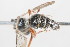  ( - 13708-MutillidH7)  @11 [ ] Copyright (2011) RS Copeland Unspecified