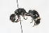  (Stenomutilla congoana - 13712-MutillB1)  @11 [ ] Copyright (2011) RS Copeland Unspecified