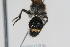  (Stenomutilla sp. 2 - 13712-MutillB7)  @11 [ ] Copyright (2011) RS Copeland Unspecified