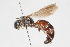  ( - 13711-MutillB6)  @11 [ ] Copyright (2011) RS Copeland Unspecified