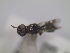 ( - 13324-MepuG01)  @11 [ ] Copyright (2011) Fabian Haas icipe