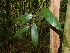 ( - RM037)  @11 [ ] CreativeCommons - Attribution Non-Commercial Share-Alike (2012) Unspecified Forest Research Centre