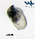  ( - Cl3a)  @11 [ ] CC-BY-NC-ND (2013) Ruth N Kaplan-Levy Israel Oceanographic and Limnological Research