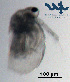  ( - Cl3c)  @11 [ ] CC-BY-NC-ND (2013) Ruth N Kaplan-Levy Israel Oceanographic and Limnological Research