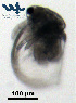  ( - Cl3d)  @11 [ ] CC-BY-NC-ND (2013) Ruth N Kaplan-Levy Israel Oceanographic and Limnological Research