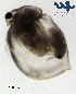  (Ceriodaphnia cornuta-rigaudi complex - Cl4a)  @11 [ ] CC-BY-NC-ND (2013) Ruth N Kaplan-Levy Israel Oceanographic and Limnological Research