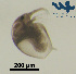 ( - Cl8a)  @11 [ ] CC-BY-NC-ND (2013) Ruth N Kaplan-Levy Israel Oceanographic and Limnological Research