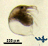  ( - Cl8b)  @11 [ ] CC-BY-NC-ND (2013) Ruth N Kaplan-Levy Israel Oceanographic and Limnological Research
