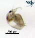  ( - Cl8c)  @11 [ ] CC-BY-NC-ND (2013) Ruth N Kaplan-Levy Israel Oceanographic and Limnological Research