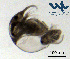  ( - Cl8e)  @11 [ ] CC-BY-NC-ND (2013) Ruth N Kaplan-Levy Israel Oceanographic and Limnological Research