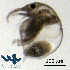  ( - Cl8h)  @11 [ ] CC-BY-NC-ND (2013) Ruth N Kaplan-Levy Israel Oceanographic and Limnological Research
