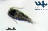  (Thermocyclops dybowskii - Co2e)  @11 [ ] CC-BY-NC-ND (2013) Ruth N Kaplan-Levy Israel Oceanographic and Limnological Research