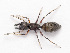  (Myrmarachne sp. 4 - NMF2012-01399.PK052)  @15 [ ] CreativeCommons - Attribution Non-Commercial Share-Alike (2012) Unspecified Natuurmuseum Fryslân