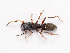  (Myrmarachne sp. 3 - NMF2012-01399.PK206)  @15 [ ] CreativeCommons - Attribution Non-Commercial Share-Alike (2012) Unspecified Natuurmuseum Fryslân