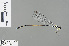  ( - RMNH.INS.503932)  @13 [ ] CreativeCommons - Attribution Non-Commercial Share-Alike (2013) Unspecified Naturalis Biodiversity Center